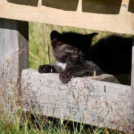 Апартаменты Moesslacher's