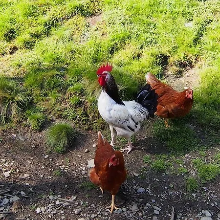 Moesslacher's Хермагор