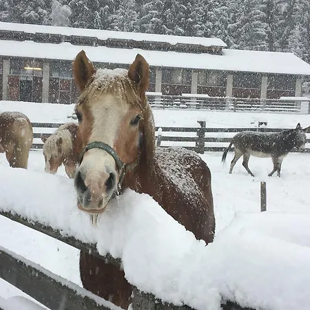 Moesslacher's Апартаменты