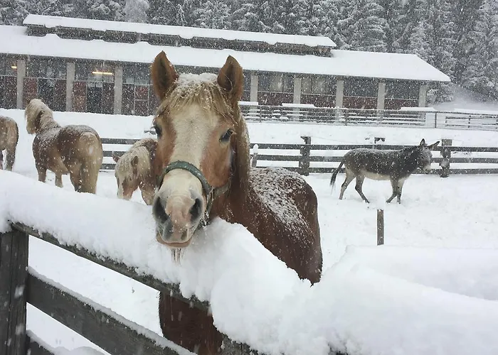 Moesslacher's Appartement