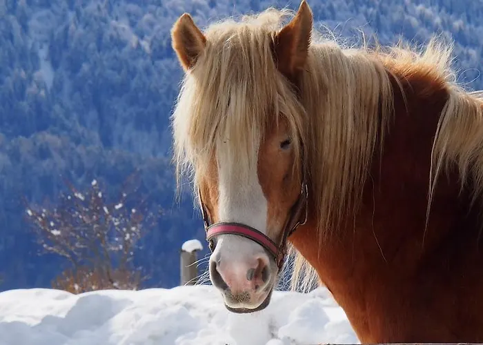 Appartement Moesslacher's Hermagor-Pressegger See